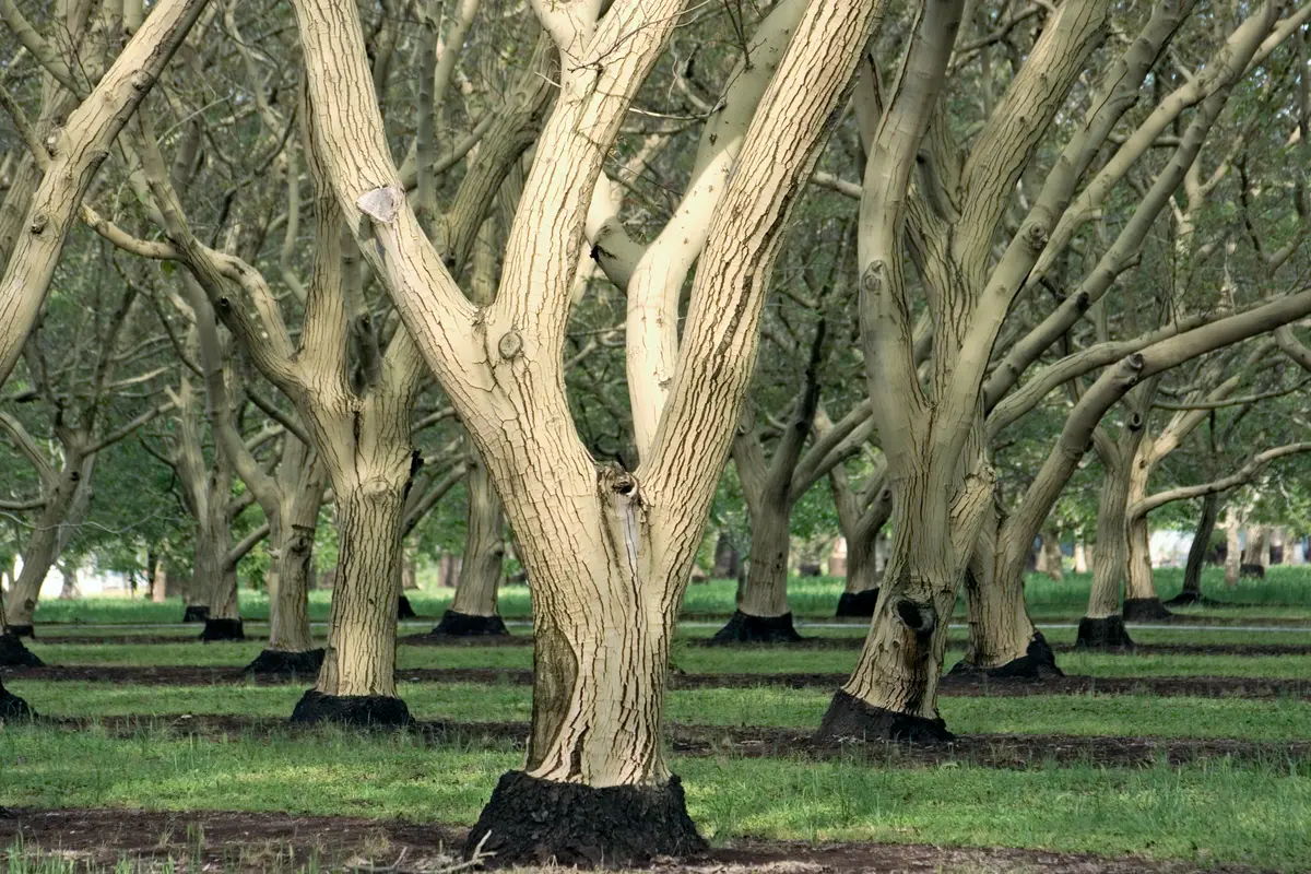 Chandler Walnut Tree