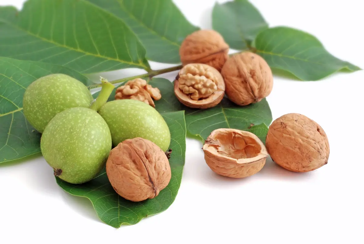 Chandler Walnut Tree