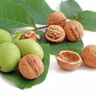 Chandler Walnut Tree