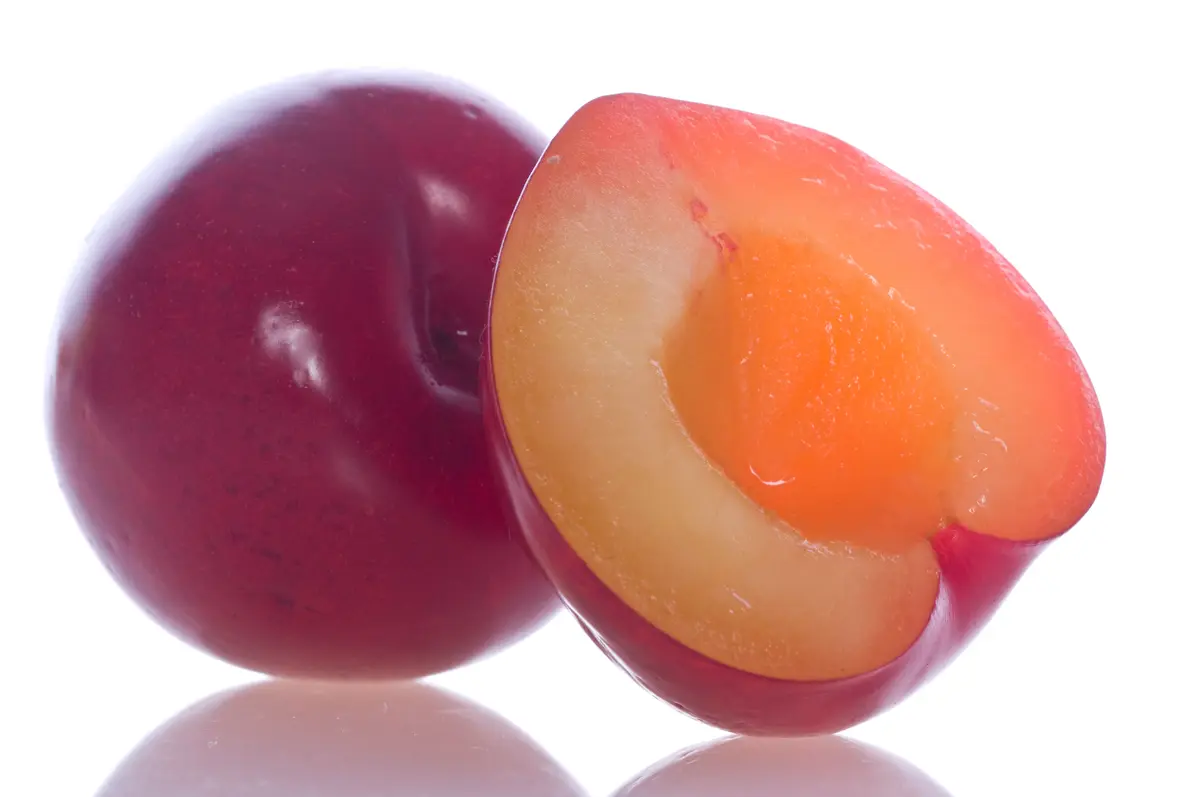 Autumn Rosa Plum Tree