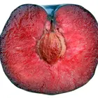 Satsuma Plum Tree