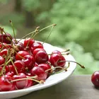 Brooks Cherry Tree