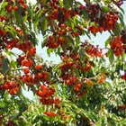 Tulare Cherry Tree