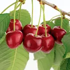 Tulare Cherry Tree