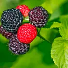 Cumberland Black Raspberry Plant