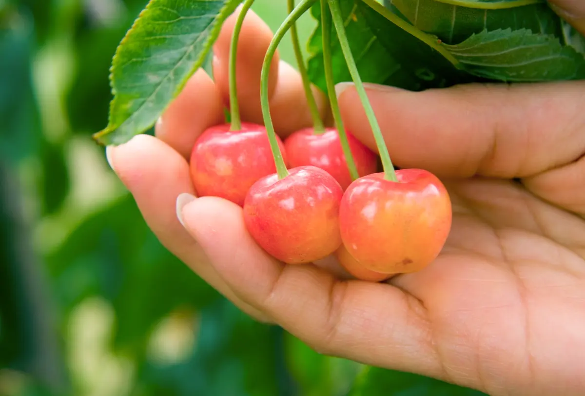 Rainier Cherry Tree