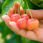 Rainier Cherry Tree