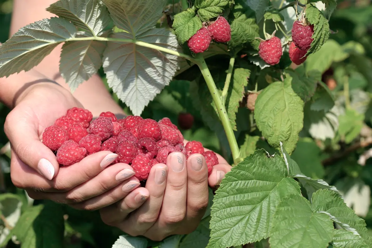 Southern Bababerry Raspberry Plant Southern Bababerry Raspberry Plant