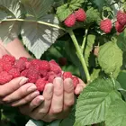 Southern Bababerry Raspberry Plant