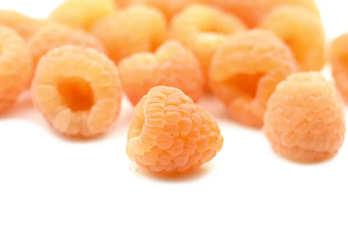 Anne Yellow Raspberry Plant Anne Yellow Raspberry Plant