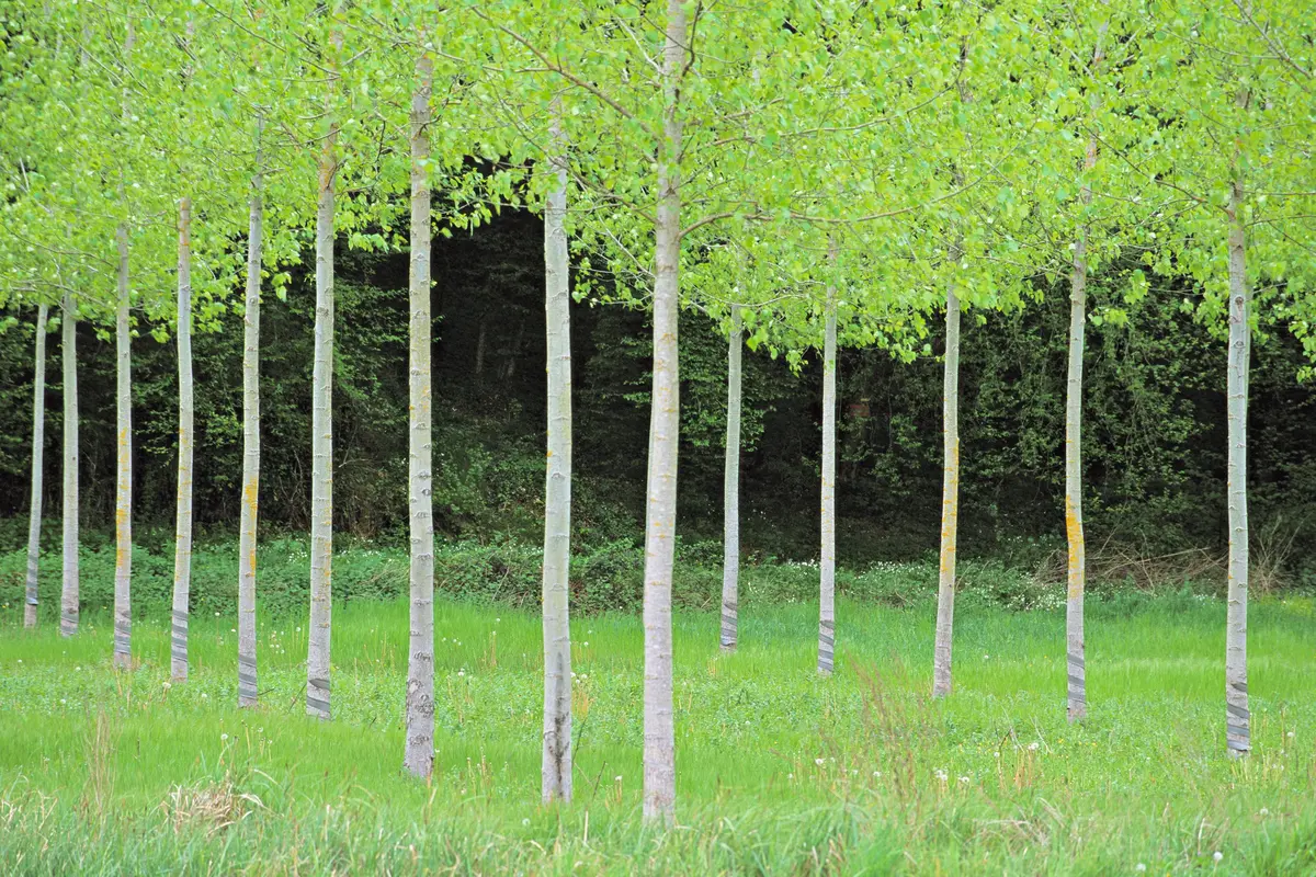 Hybrid Poplar Tree
