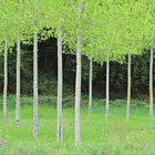 Hybrid Poplar Tree