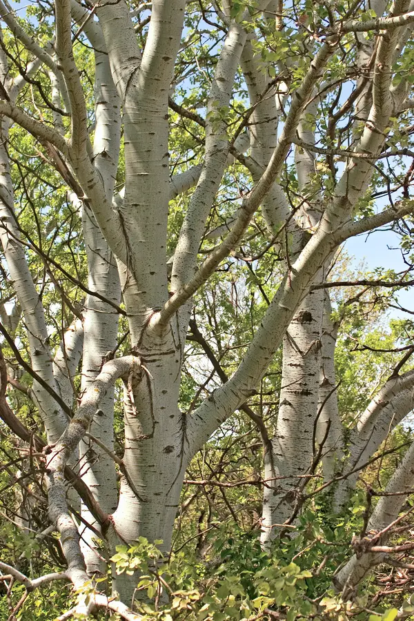 Hybrid Poplar Tree