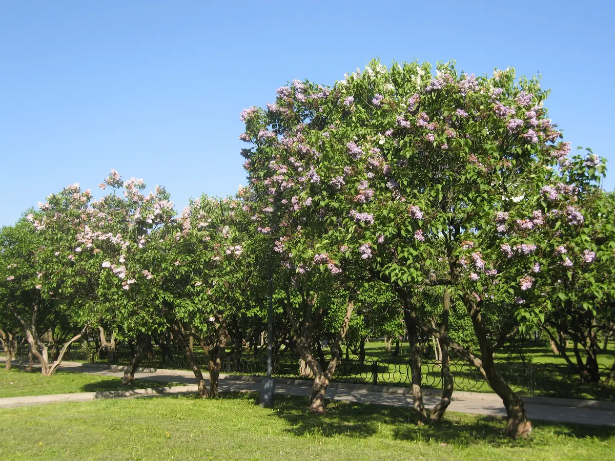 Purple Lilac Tree Purple Lilac Tree
