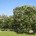 Purple Lilac Tree
