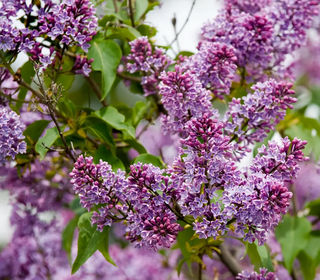 Purple Lilac Tree Purple Lilac Tree