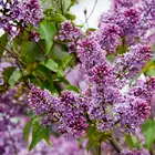 Purple Lilac Tree