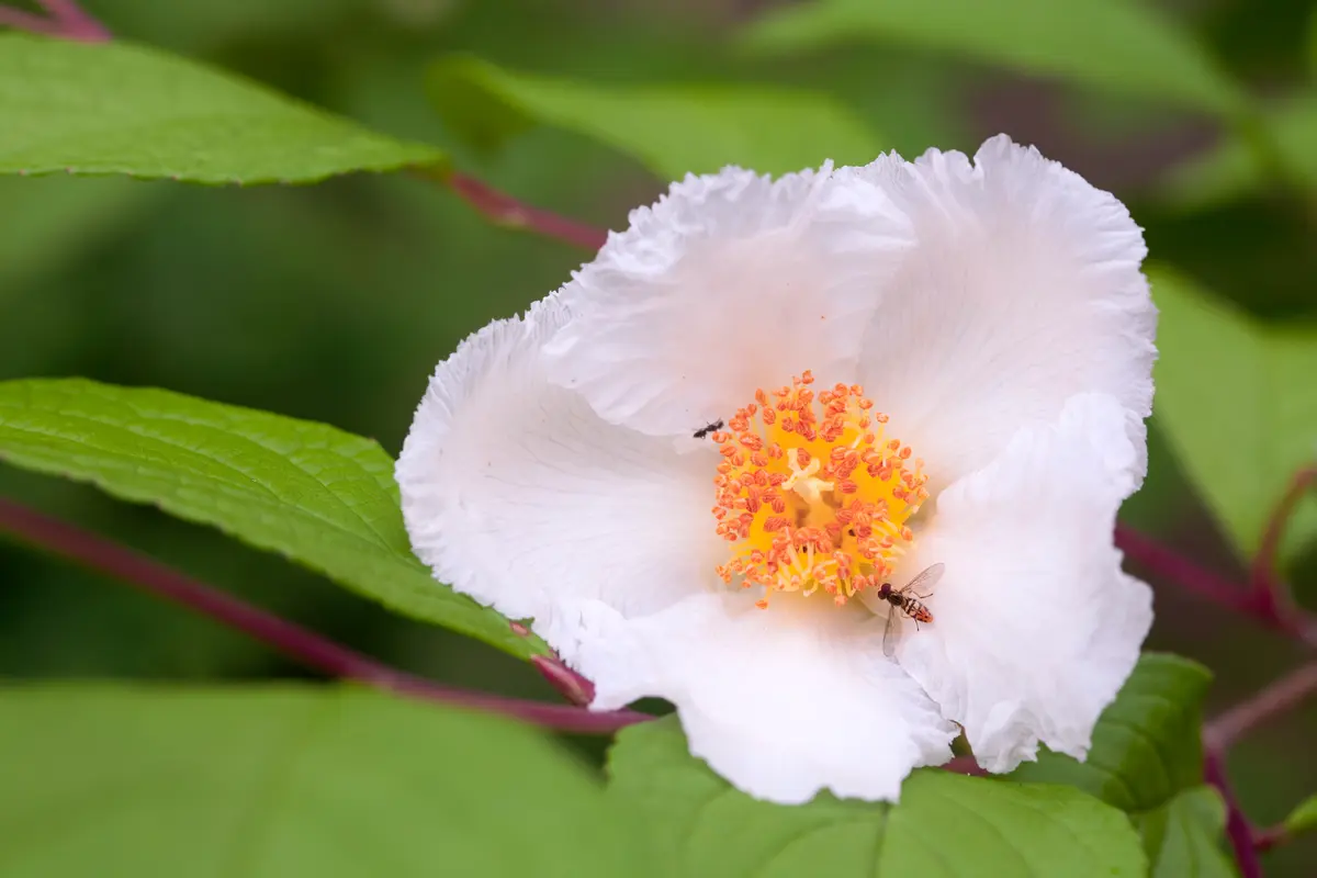 Korean Stewartia Tree