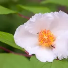 Korean Stewartia Tree