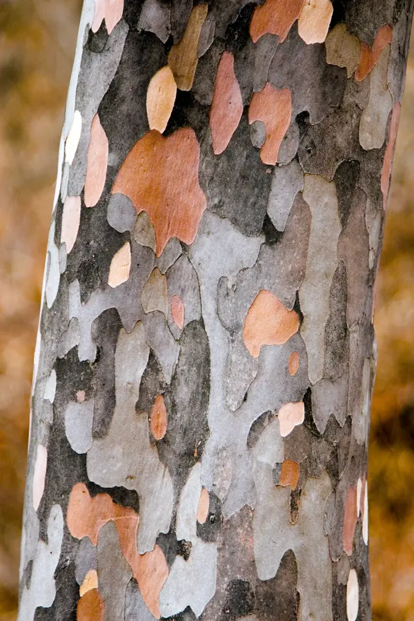 Korean Stewartia Tree