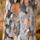 Korean Stewartia Tree