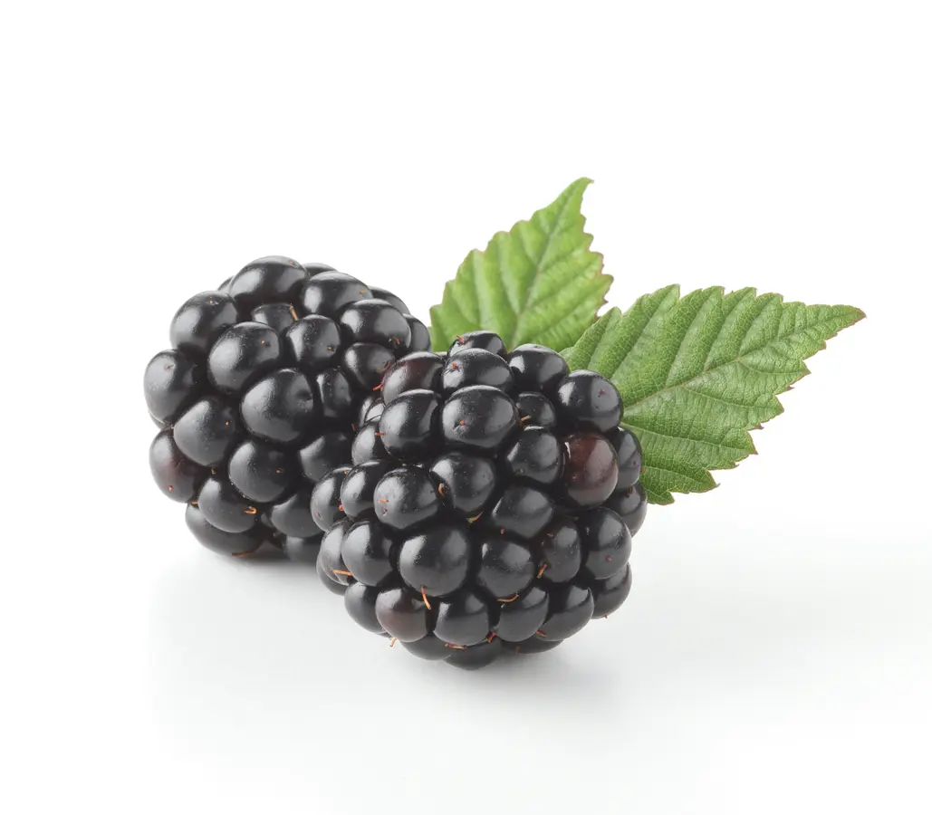 Brazos Blackberry Plant Brazos Blackberry Plant