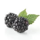 Brazos Blackberry Plant