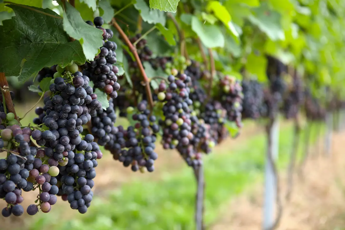 Champanel Grape Vine