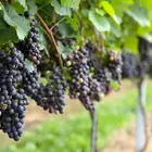 Champanel Grape Vine