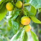 American Persimmon