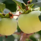 American Persimmon
