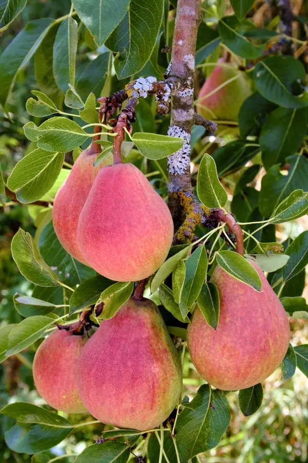 Sugar Pear Tree