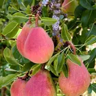Sugar Pear Tree