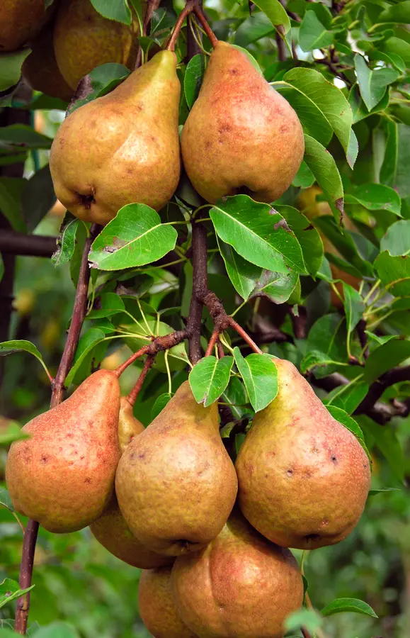 Pineapple Pear Tree Pineapple Pear Tree