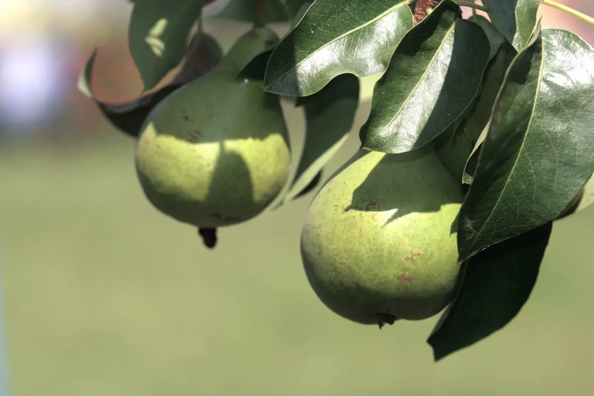 Hood Pear Tree