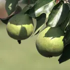 Hood Pear Tree