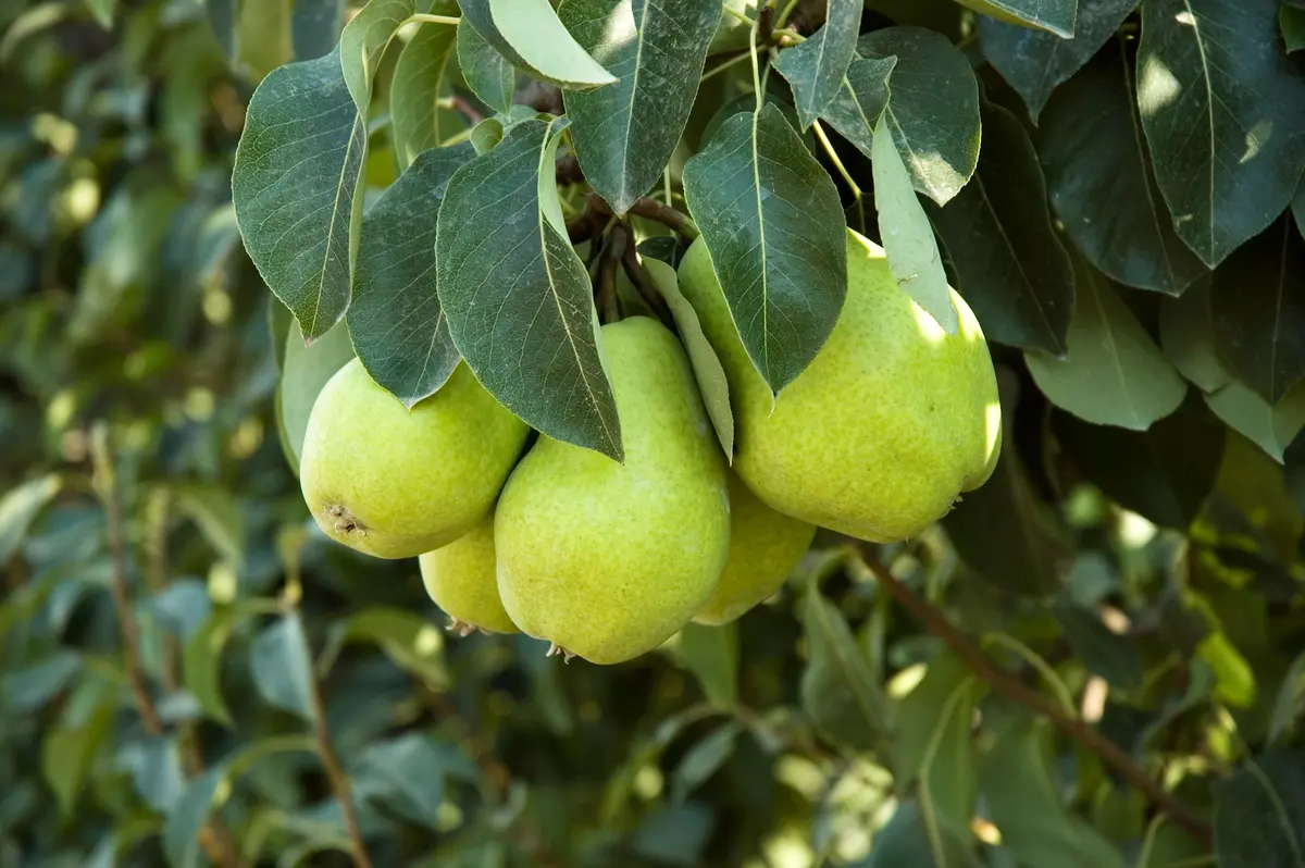 Hood Pear Tree