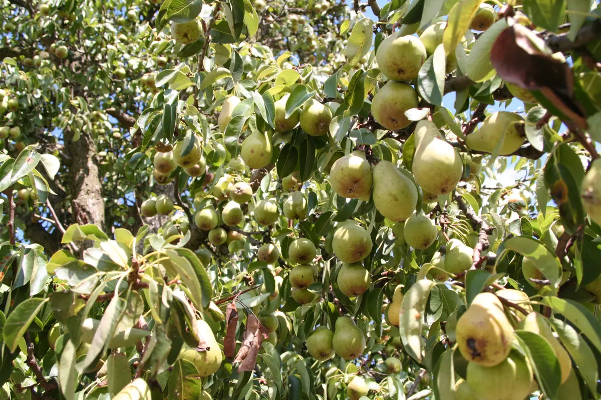 Hood Pear Tree