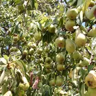 Hood Pear Tree