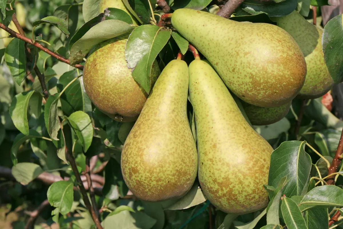Bosc Pear Tree Bosc Pear Tree