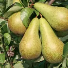 Bosc Pear Tree
