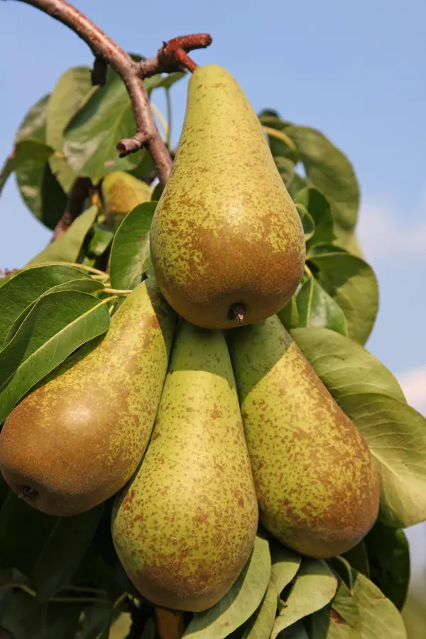 Bosc Pear Tree Bosc Pear Tree