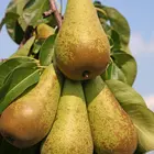 Bosc Pear Tree