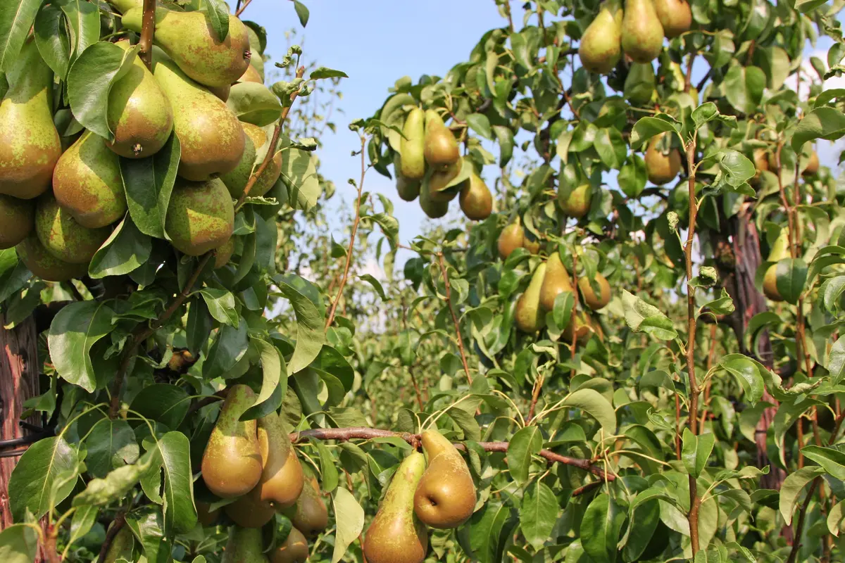 Bosc Pear Tree Bosc Pear Tree