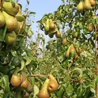 Bosc Pear Tree