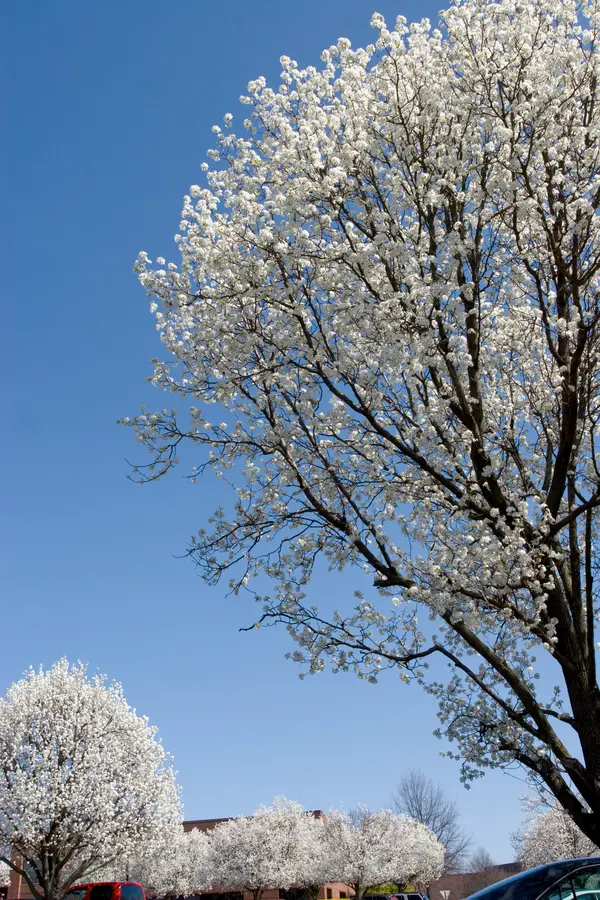 Bradford Flowering Pear Tree