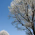 Bradford Flowering Pear Tree