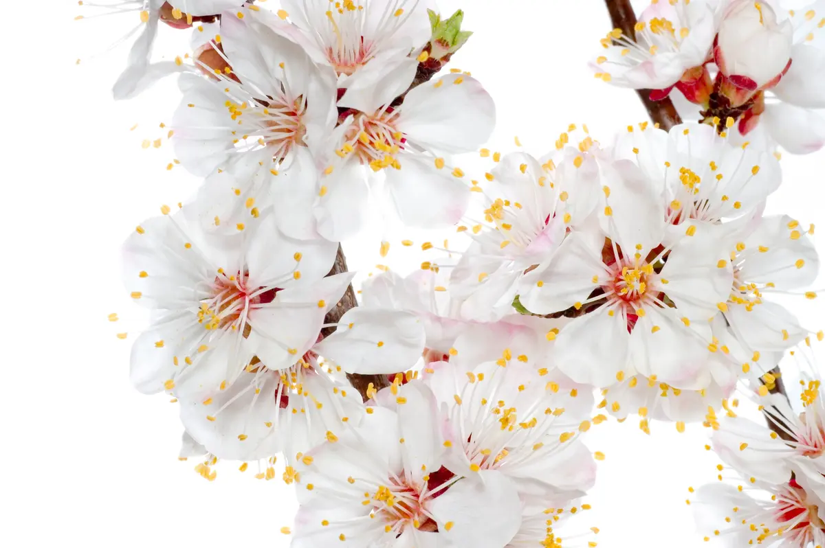 Weeping Snow Fountain Flowering Cherry