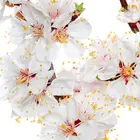 Weeping Snow Fountain Flowering Cherry