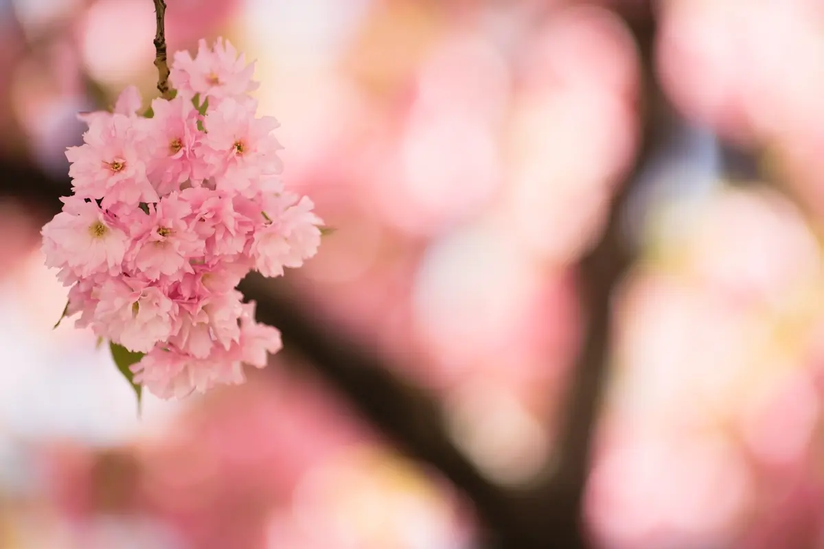 Subhirtella Flowering Cherry